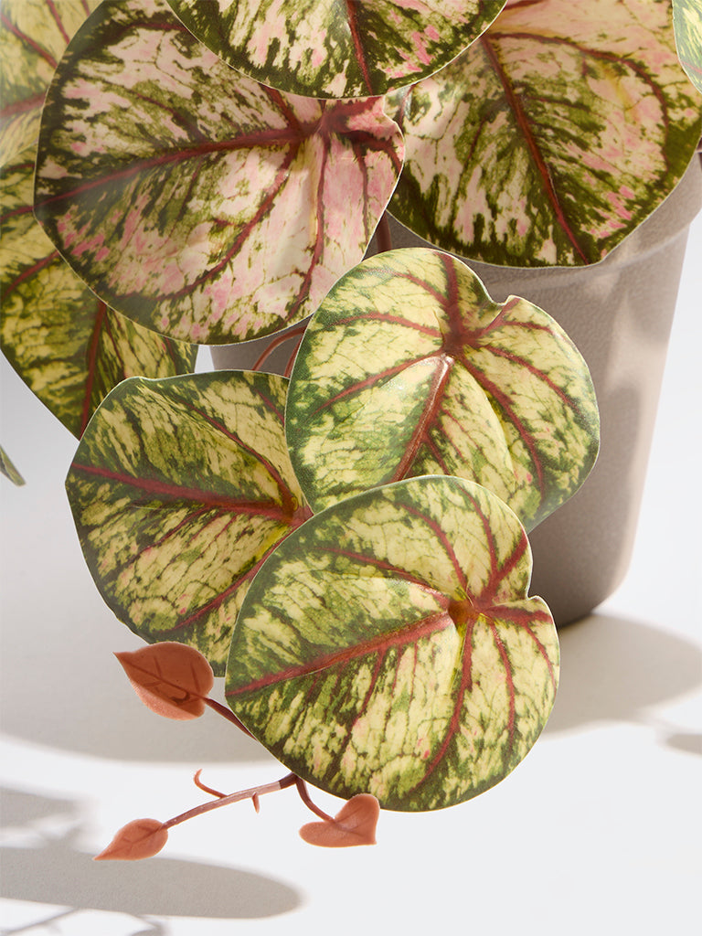 Westside Home Green and Pink Artificial Caladium Plant - Small